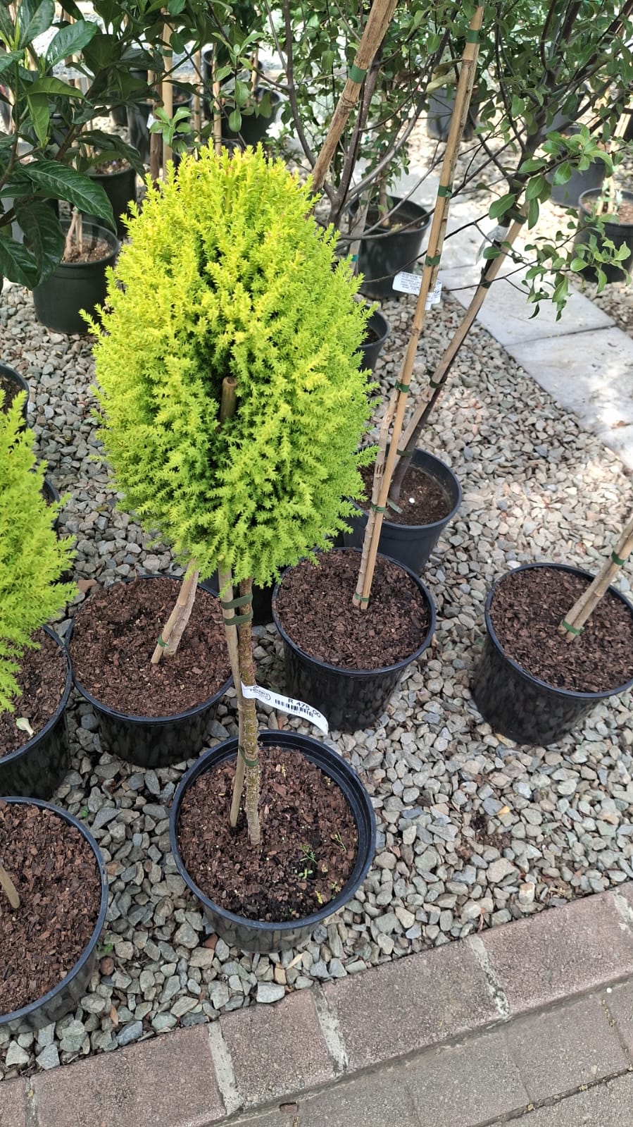 Lollipop - Tree