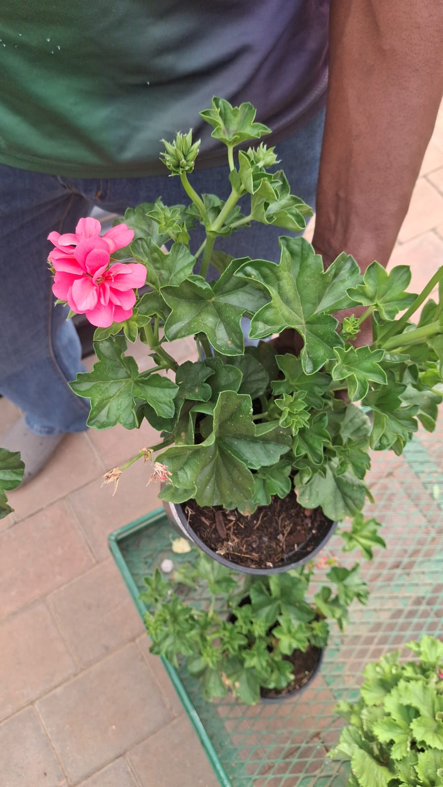 Big Shrub - Various Colors +- 3 Per Planter