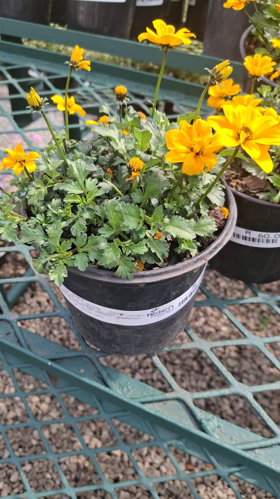 Ground cover type Plant - Various Colors +- 2 per lollipop